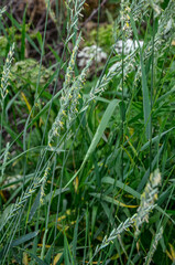 Couch grass green grass grows outdoors with dew .grass and weeds Elymus repens