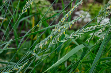Couch grass green grass grows outdoors with dew .grass and weeds Elymus repens