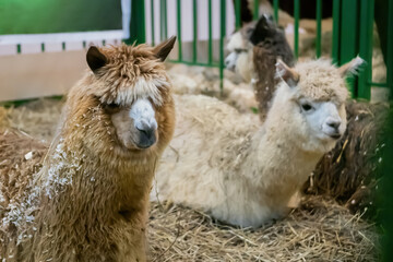 Group of alpacas resting and lying on ground at agricultural animal exhibition, trade show. Farming, family, agriculture industry, livestock and animal husbandry concept