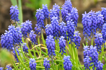 Obraz premium Muscari blooms in the flowerbed