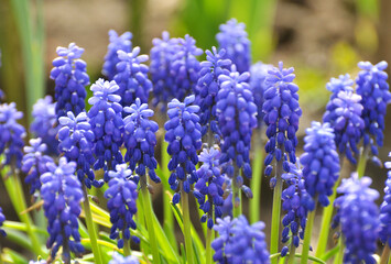 Muscari blooms in the flowerbed