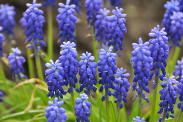 Muscari blooms in the flowerbed