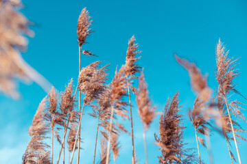 Cortaderia selloana moving in the wind. Abstract natural background of soft plantsover blue sky, calm nature backdrop. Soft focus, blurred background