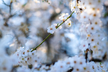 Fruit tree twigs with blooming white and pink petal flowers in spring garden