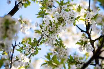 Fruit tree twigs with blooming white and pink petal flowers in spring garden