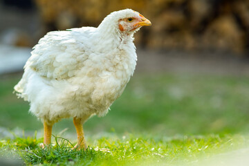 Hen feed on traditional rural barnyard. Close up of chicken standing on barn yard with green grass. Free range poultry farming concept.