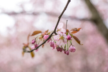 Sakura trees in bloom, light pink flowers