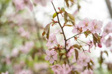 Fototapeta na wymiar Sakura trees in bloom, light pink flowers