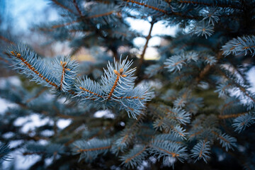 Spruce tree branch in the winter garden