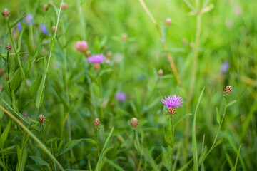 Purple cornflower on a summer field