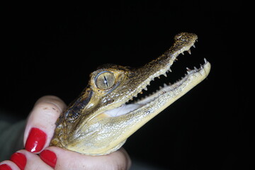 Young black caiman (Melanosuchus niger) in the Amazon Rainforest. Brazil