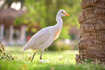 White cattle egret wild bird, also known as Bubulcus ibis walking on green lawn in summer