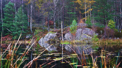 Beautiful small lily pond during fall foliage season