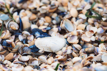 Beautiful seashells washed up on the beach in Angelholm, Sweden. Shallow dept of field. Selective focus.