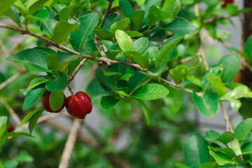 Fresh organic Acerola cherry. Thai or Acerola cherries fruit on the tree with sunset.