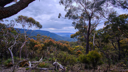 Australian Bush
