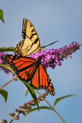 butterfly on flower