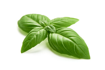 Fototapeta premium Fresh green basil leaves, isolated on white background.
