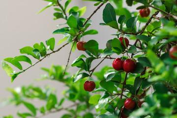 Fresh organic Acerola cherry. Thai or Acerola cherries fruit on the tree with sunset.