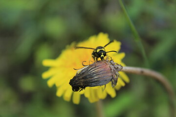 Naklejka premium owl on a dandelion