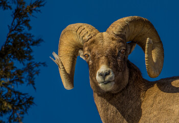 Yellowstone Big Horn Ram