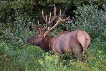 elk in forest