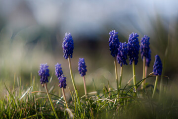 Rozświetlone promieniami wiosny kwiaty niebieskich delikatnych szafirków, Muscari. Naturalne tło...