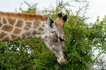 Tierische Grazie: Afrikanische Giraffen in der Wildnis Südafrikas