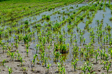 Water-flooded corn crops. Flooding in agricultural areas.