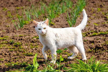 Naklejka na ściany i meble White cat walks in the garden on a sunny spring day