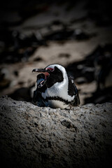 Obraz premium 