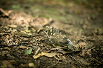 little bird on the ground, fallen from nest