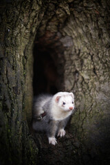 Ferret enjoying walking and exploring of tree holes in winter park