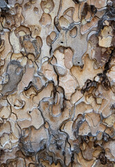 Puzzle shapes in Ponderosa Pine bark close up 
