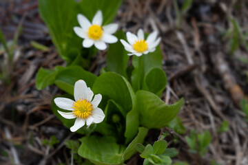 White marsh marigold flowers blooming in the Salmon-Challis National Forest
