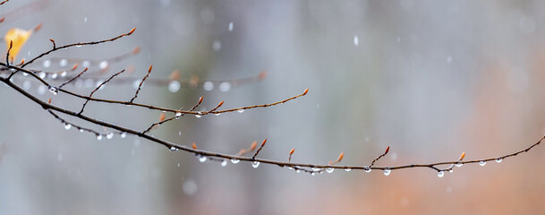Raindrops on a bare branch in the spring during the melting snow