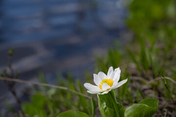Single white marsh marigold flower near a creek
