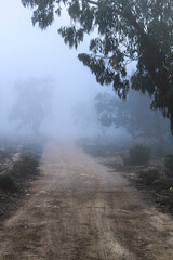 Obraz na płótnie Canvas Eucalyptus forest covered by fog in the morning