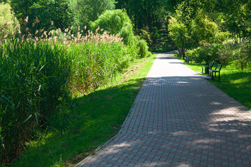 Obraz premium Paved path in the park . Footpath in the springtime 