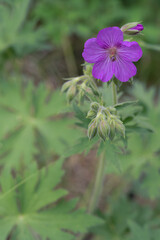 Purple sticky geranium, Geranium viscosissimum, blooming
wildflower