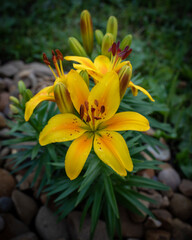 yellow lily flower
