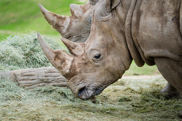 Fototapeta premium Southern White Rhinoceros at the Safari Zoo