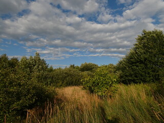 Obraz premium Summer landscape with walnut tree, high grass, trees and shrubs under cloudy sky, Łostowice, Gdansk, Poland