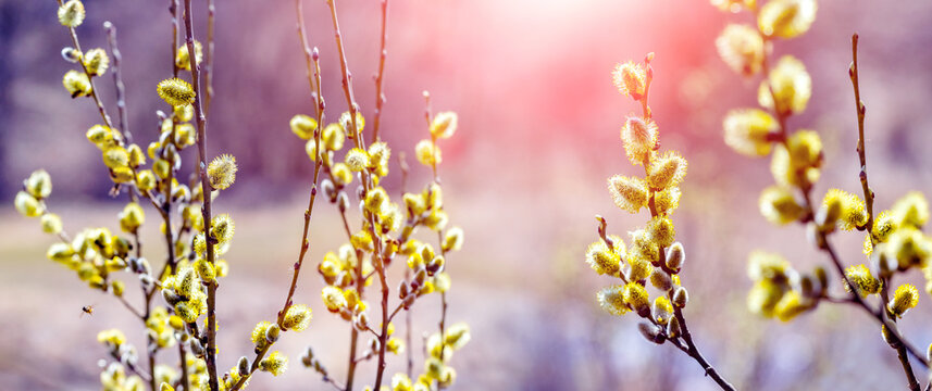 Willow branch with catkins near the forest at sunset. Easter background