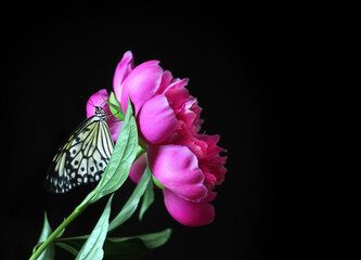 Beautiful pink peony flower with a butterfly on a dark background. Copy space.