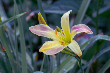 yellow lily