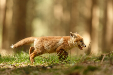 Fuchswelpe im Wald