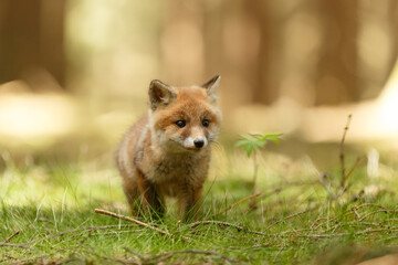 Fuchswelpe im Wald