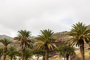 Obraz premium Palm trees against sky, Palm trees at tropical coast.