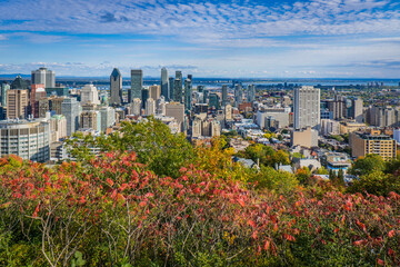 Fototapeta premium View on the skyline of Montreal at fall from the Kondiaronk belvedere in Mont Royal park in Quebec, Canada